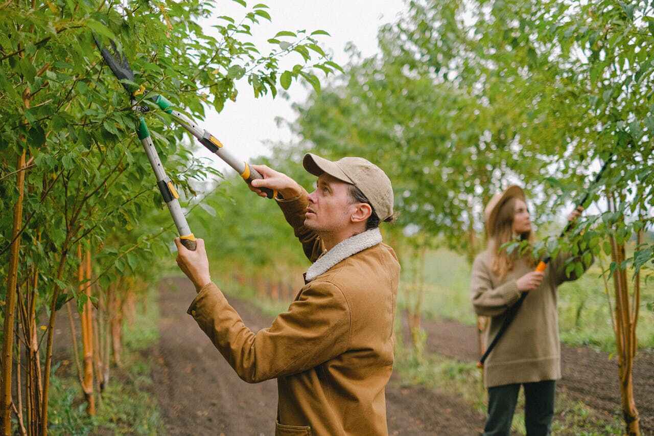 Trusted Mango, FL Tree Service Experts